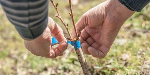 Kako razmnožiti šljivu: 4 dokazana načina